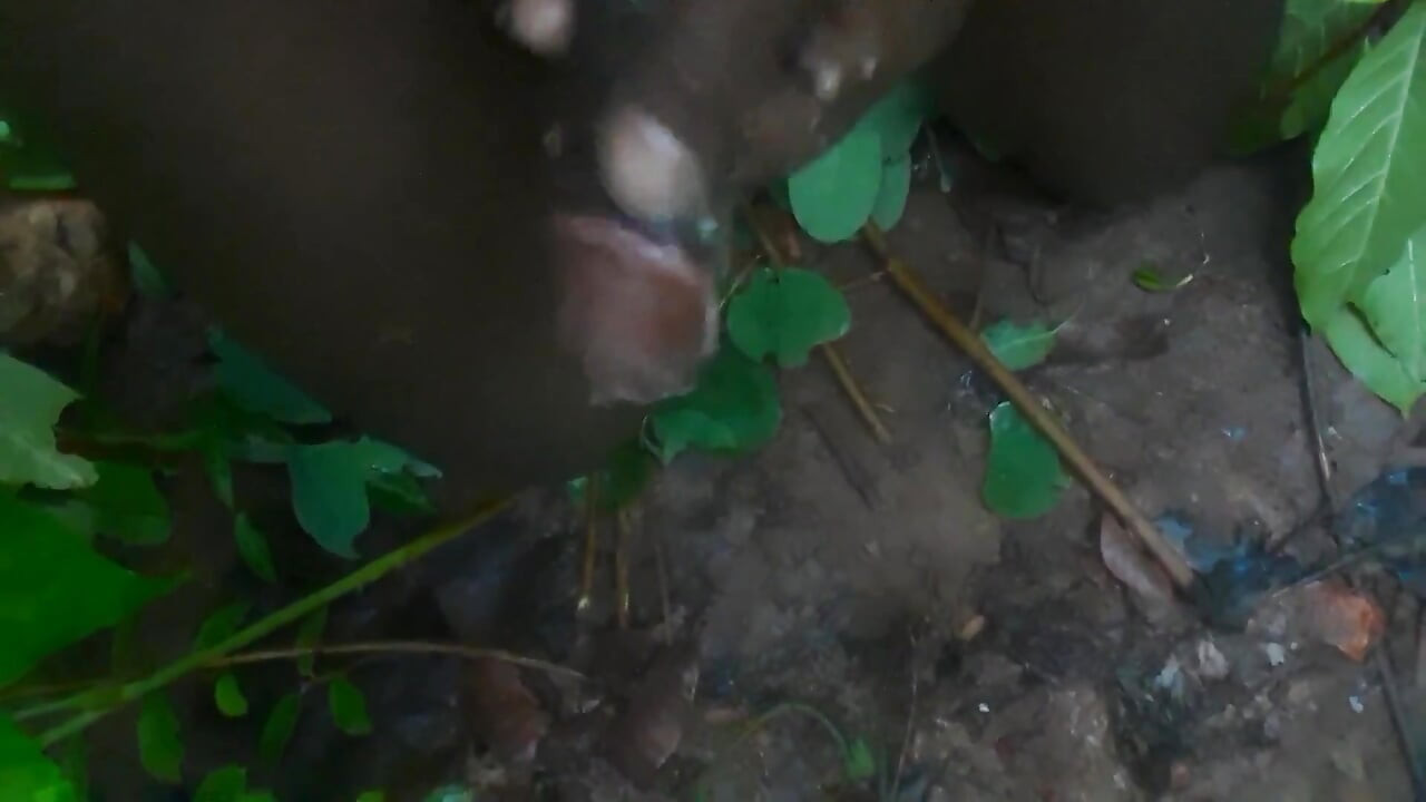 Jungle Desi video virální
