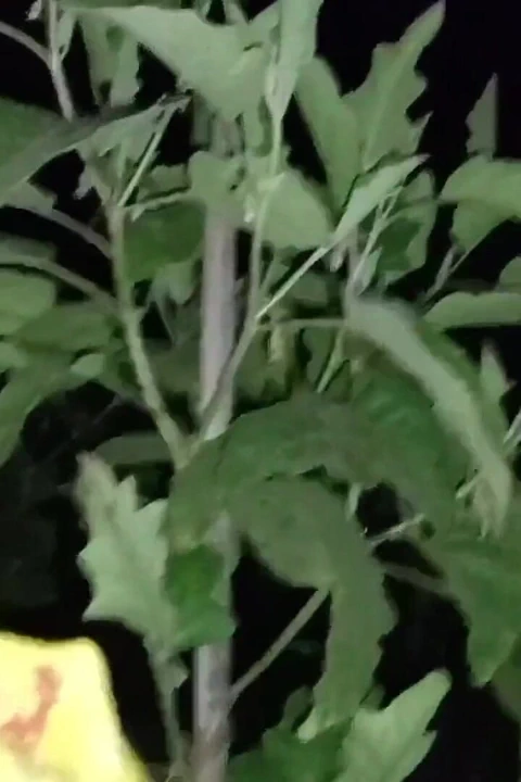 户外我的德西妻子性爱