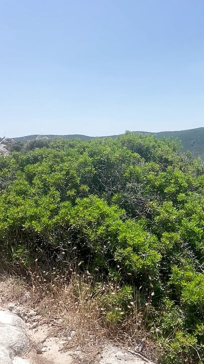 알몸의 산책