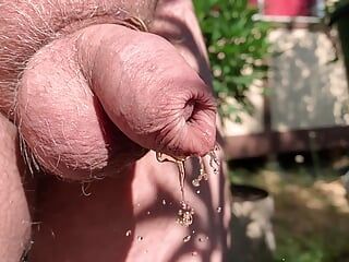 Une bite non circoncise pisse dans le prépuce mouillé dans le jardin