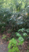 Pratinjau video