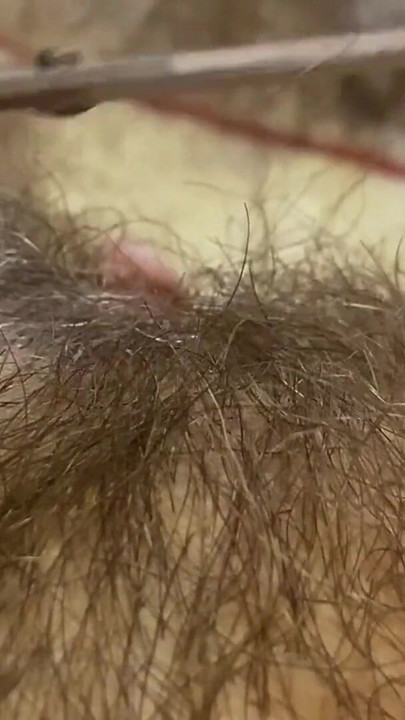 Detik ikonik dari "Rambut Pepek memancut mani fetish semak berbulu"