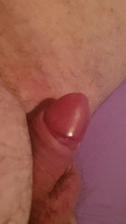 Gordito tragon