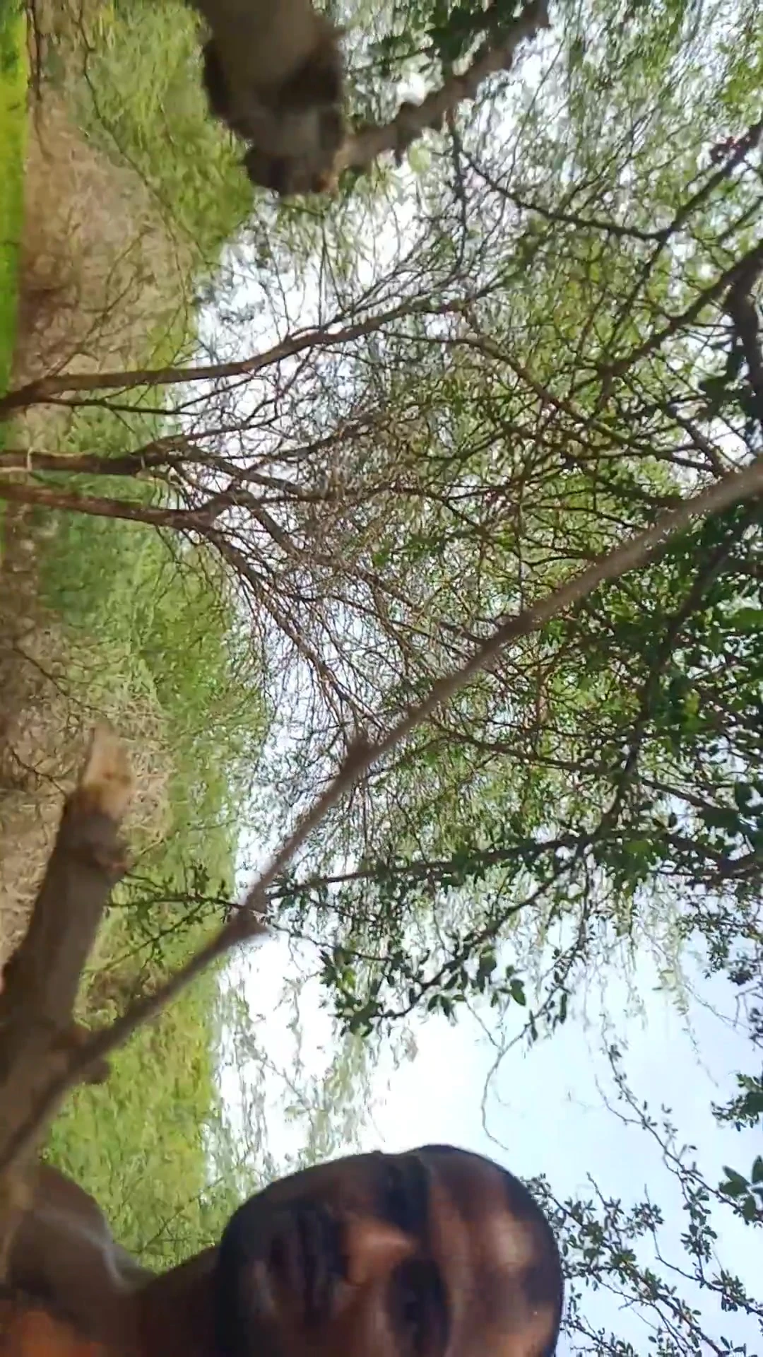 Missing My lovely Friend a love Jungle Massage in forest