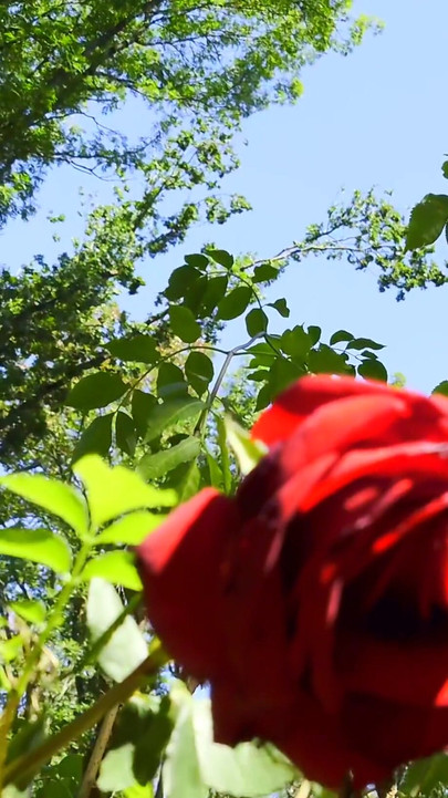 Stunning moment from "Mesmeriza compilation 13 Dream Island"