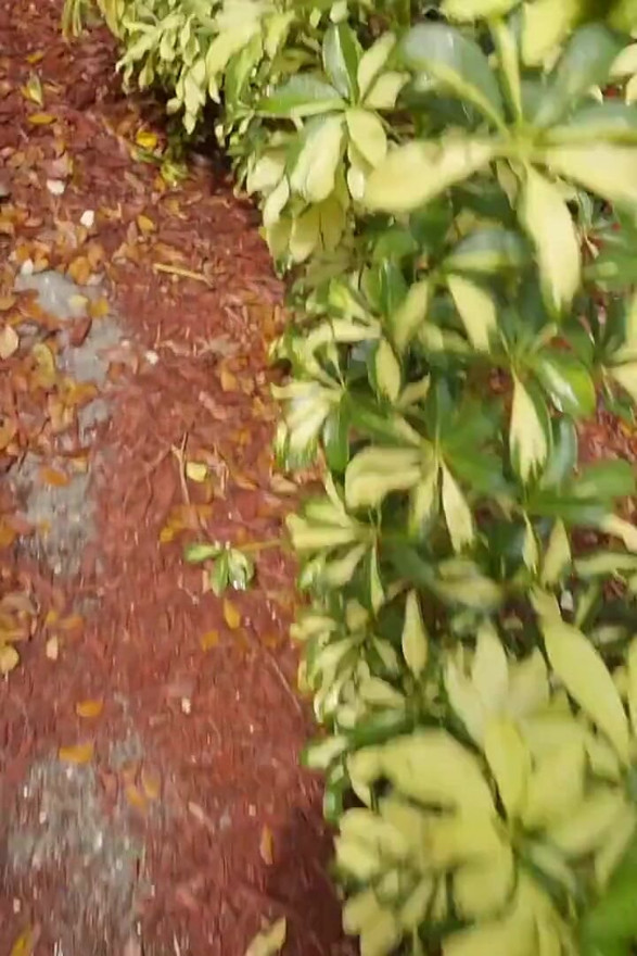 माझा बॉयफ्रेंड शेअर करा - छोटेखानी केन्झी रीव्ह्स कॉलेजमध्ये टायलर स्टीलचा मोठा लिंग अबेलासोबत थ्रीसमसाठी घुसवते