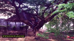 Pratinjau video
