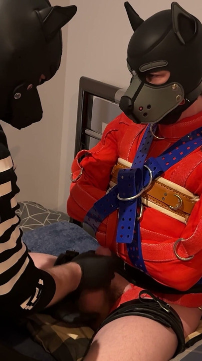 Pup Straitjacketed and Edged