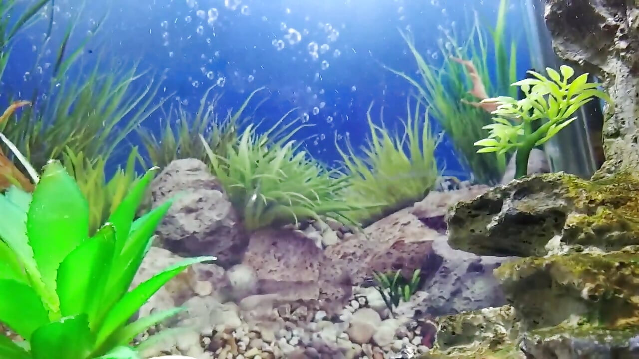 Stiefzoon masturbeert zijn grote dikke pik voor zijn kostbare aquarium!