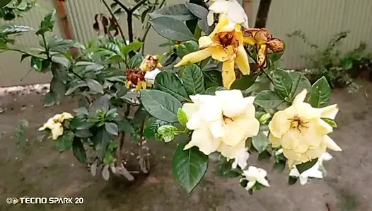 Secret Affair with My Sister-in-Law in the Backyard