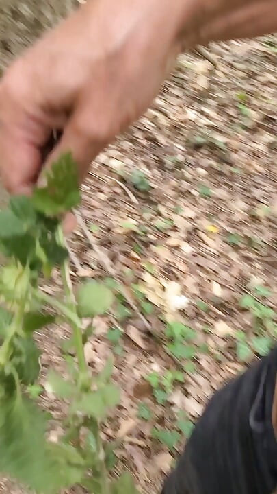 Nettle outdoors