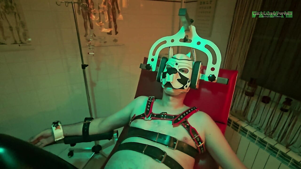 Playing Puppies the Second Examination