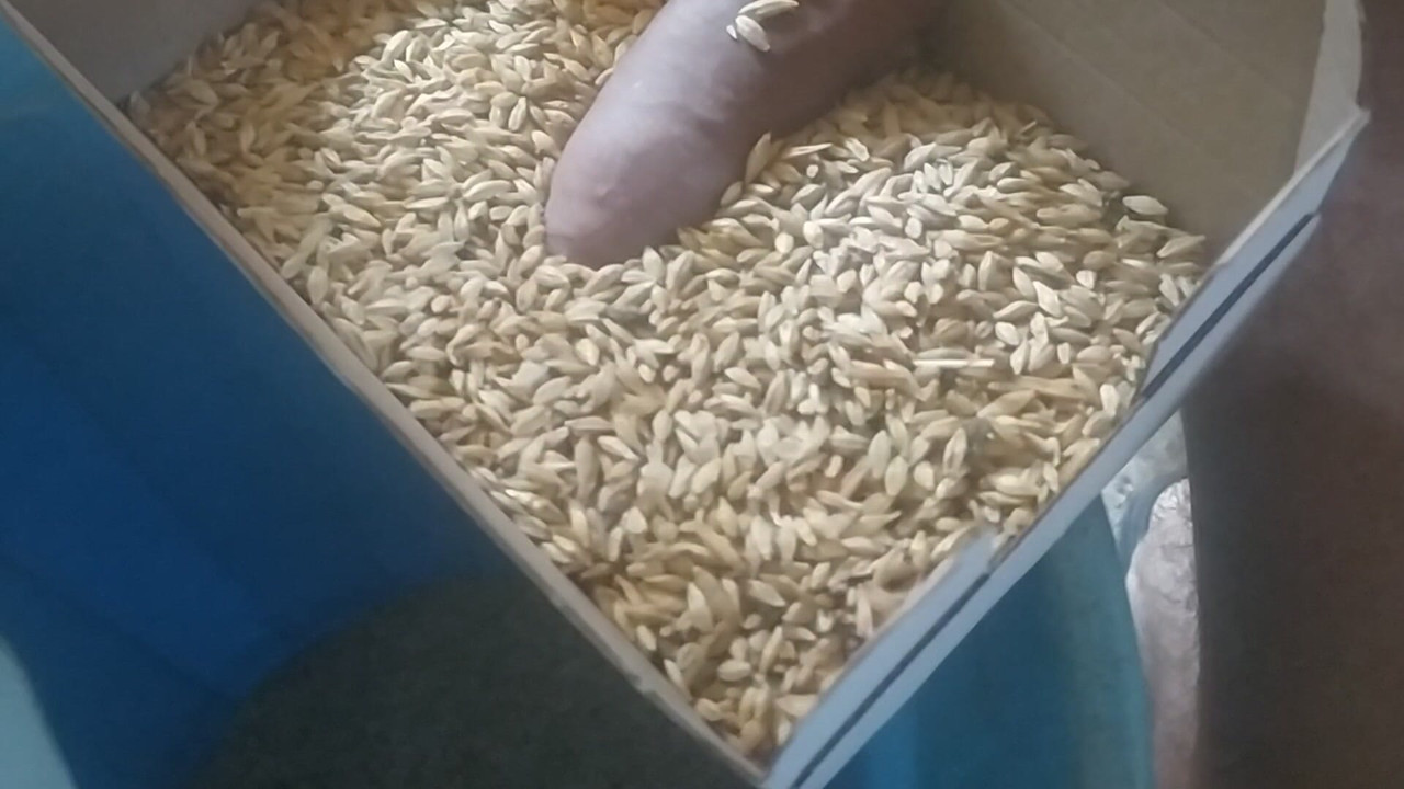 Fucking in the Wheat