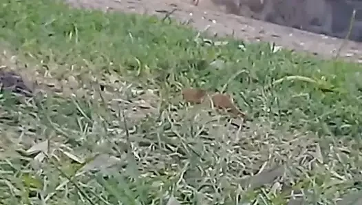 senora megaculona ejercitandose
