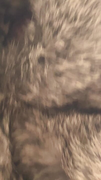 Rex rabbit fur stroke