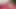 DIE NONNE, SIE HAT rosa muSCHI