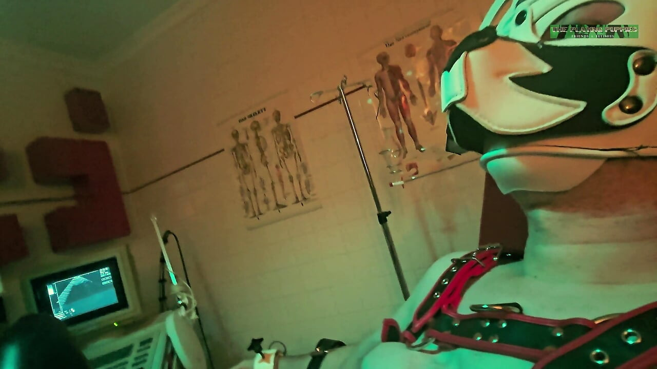 Playing Puppies the Second Examination