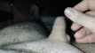 Pregled videozapisa