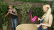 Pregled videozapisa