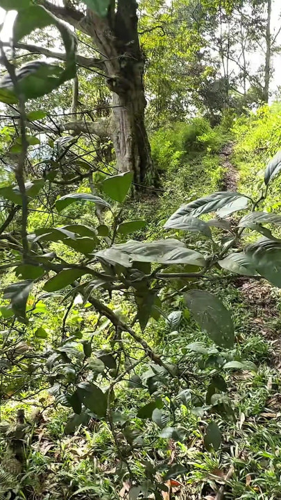 Scream of Pleasure in the Forest as I Shove His Cock so Deep - Valentino Roca