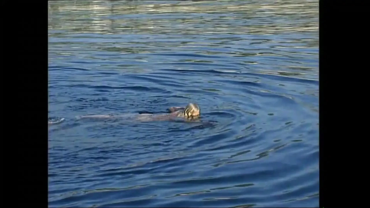 Yếu tố đít vol.2 (phim đầy đủ)