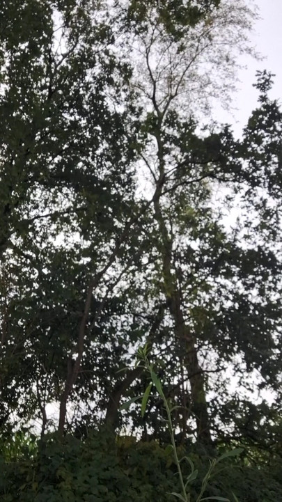 巡航爷爷在公共室外森林中提供性爱表演，并射精 | 短片 1