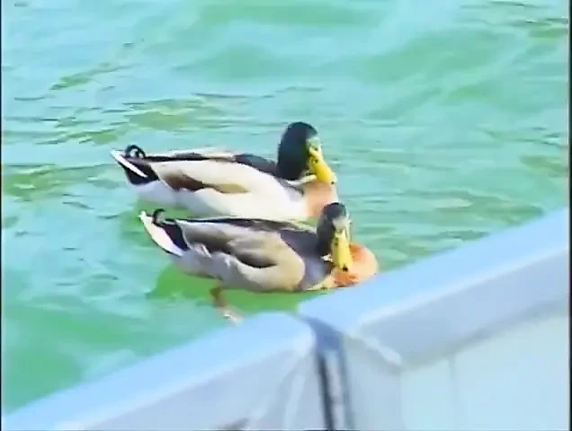 حفلة جنس سحاقيات على الشاطئ