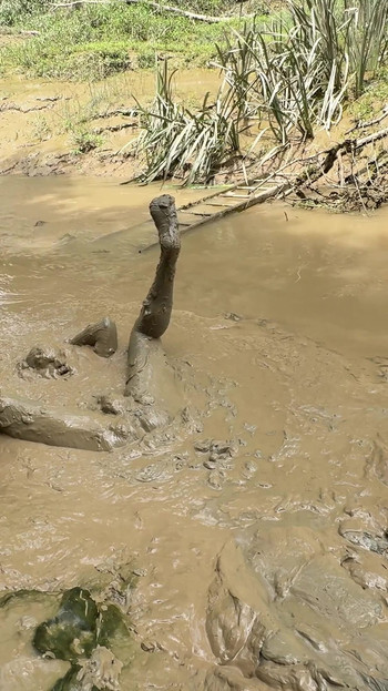 Spectacular moment from "BURIED IN MUD"