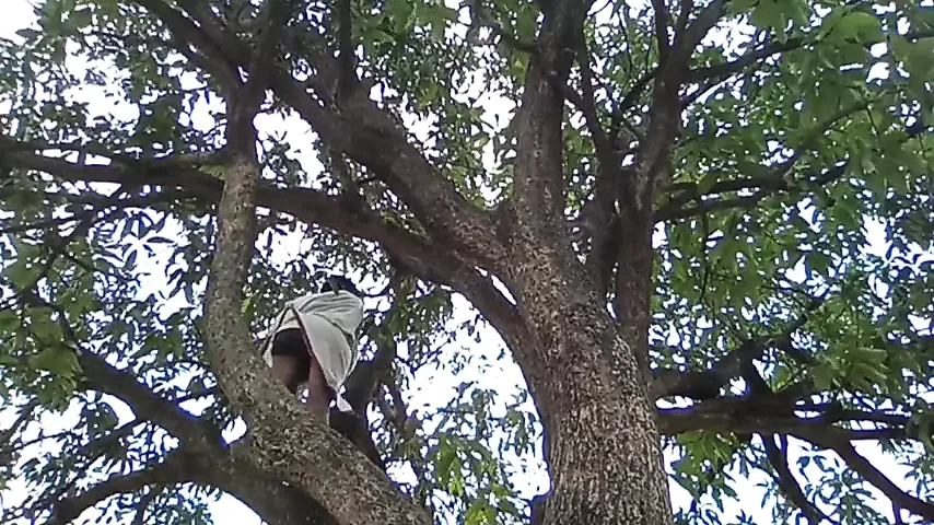 Mango drvo i dečak!