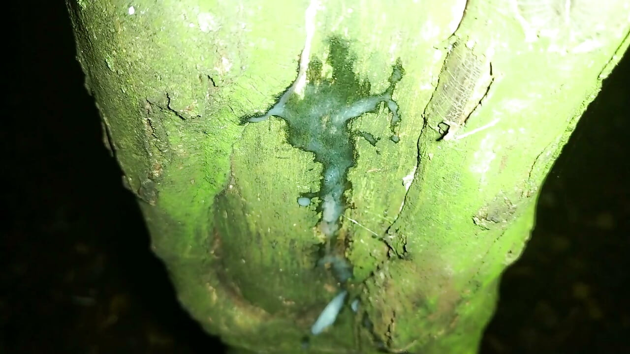 Showing Creampie on a Tree and Softening Cock After Jerk off