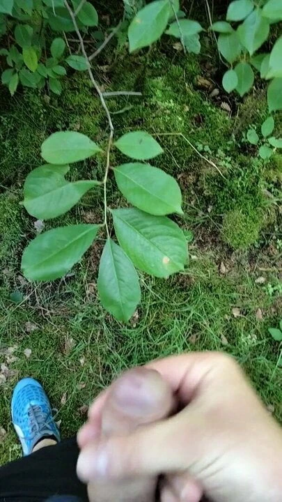 Forest Wank Summer Time