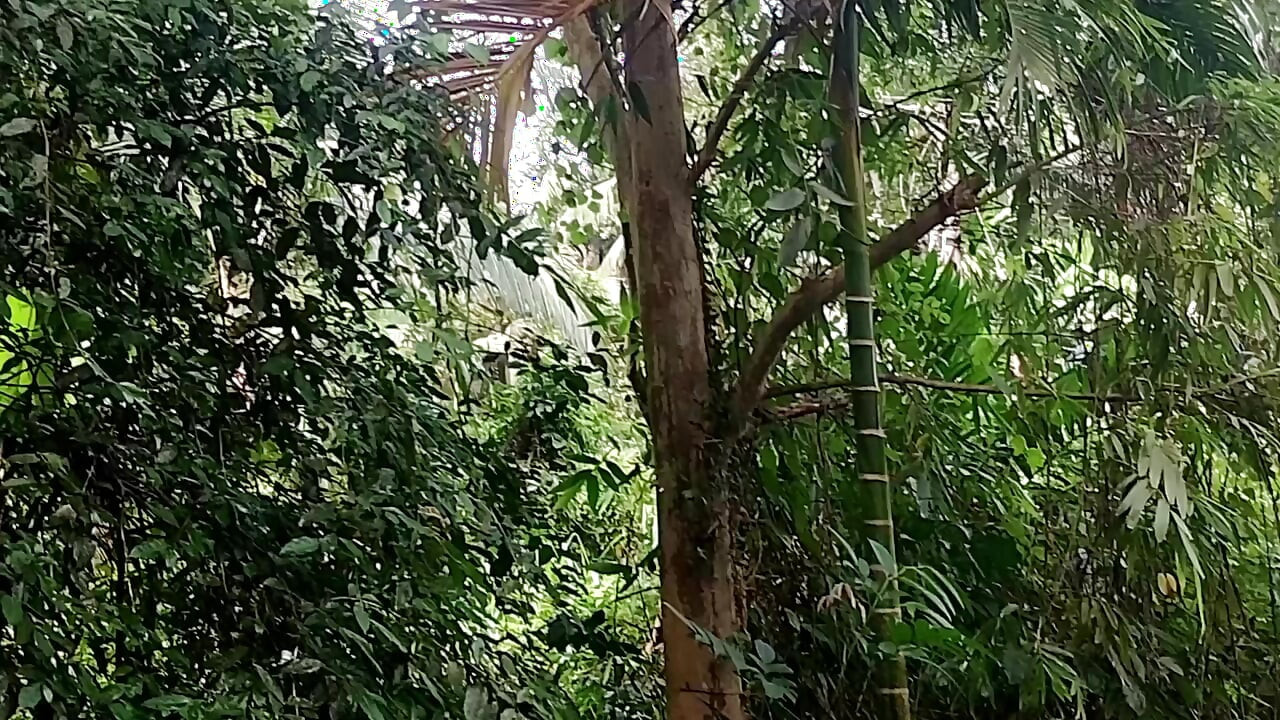 Eu me escondi atrás de uma árvore e assisti o banho.