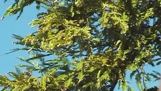 College Geständnisse: Wilder Outdoor-Blowjob