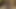 الملاك الآسيوي 25342