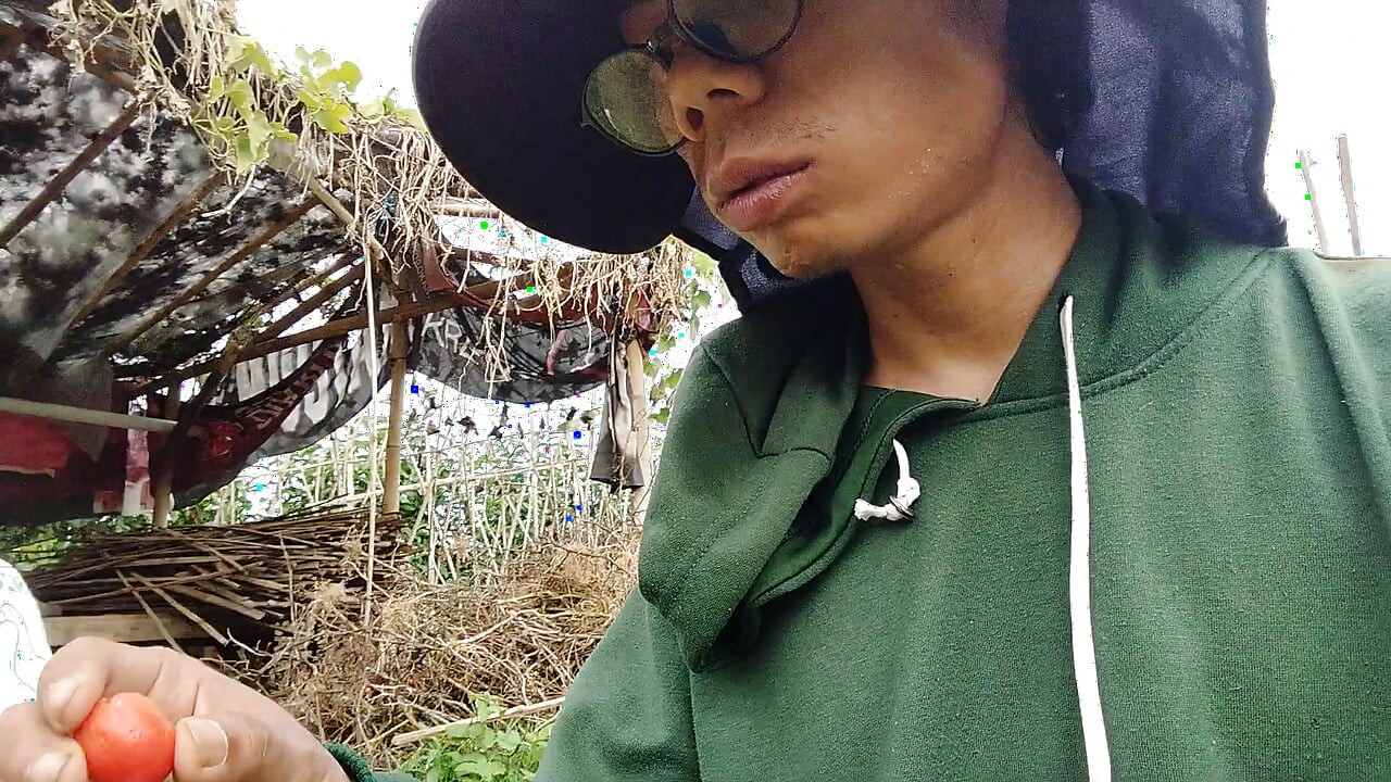 Les jeunes eux-mêmes dans le jardin de thé sont encore en train de cultiver