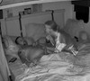 Pregled videozapisa