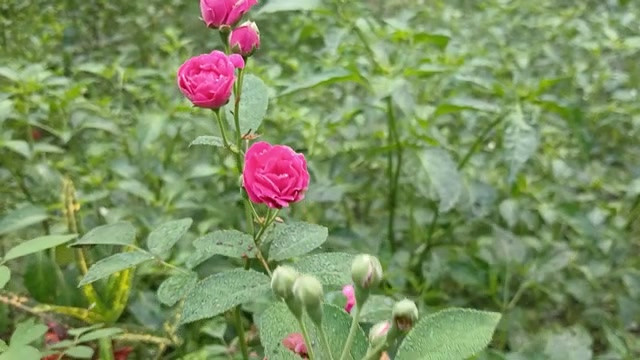 农村热辣男孩和女孩性爱故事孟加拉语