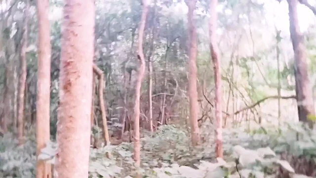 Desi Outdoor Jungle Sex