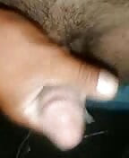 Afghan cock
