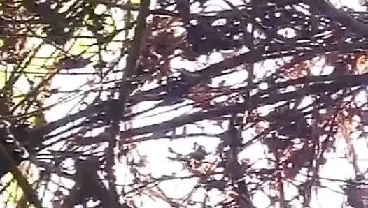 Ngentot aku di hutan