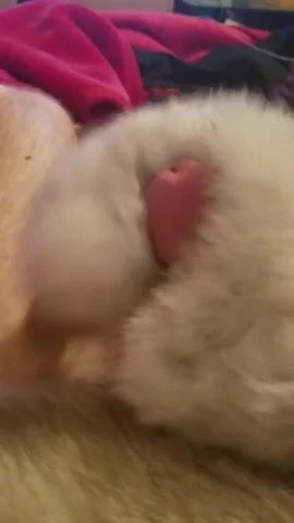 Fur jerk again