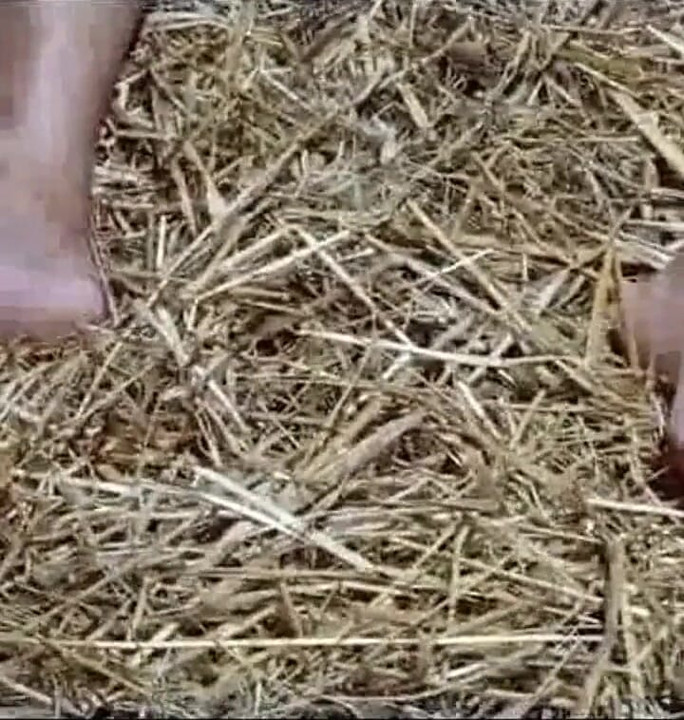 A Lesbian in a Haystack 3