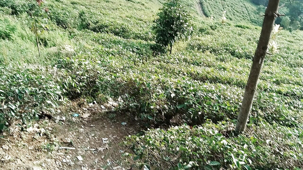 美しい茶園を散策するリラックスできる自然の冒険