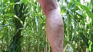 Cornfield