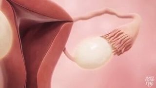 Femal fertility animation