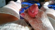 Pregled videozapisa