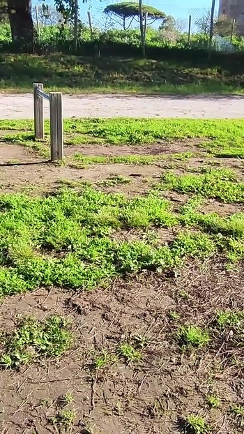Iconic moment from "FLASHING my COCK in front a everyone in a PUBLIC PARK and my STEPDAUGHER HELPS me CUMSHOT - REAL SEX RISKY"