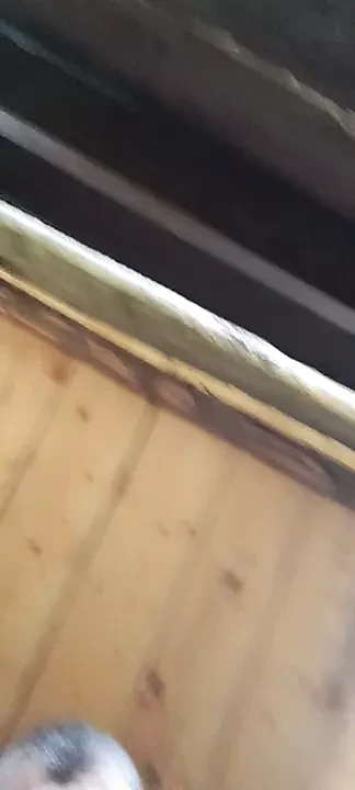 Penis