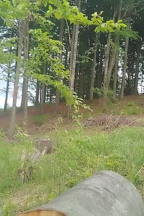 Forest Jump
