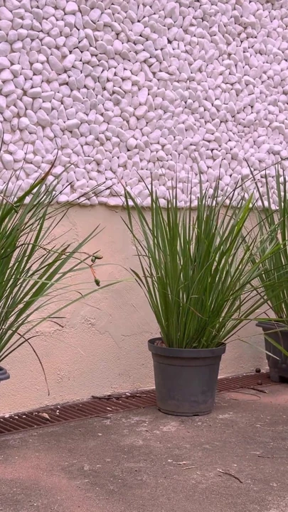SHOWING MY PLANTS | Clip 1